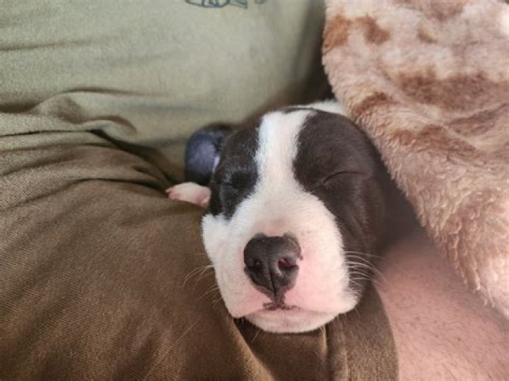 Meet Frankie: Proud Son Of The Legendary Fluffy