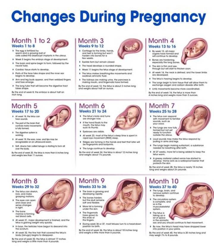 Unlocking Amy Poehler's Pregnancy Journey: Insights And Discoveries